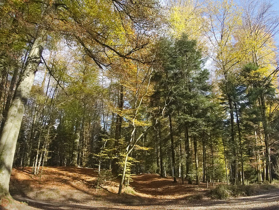 forest, autumn forest, trees, fall color, colorful, leaves HD wallpaper