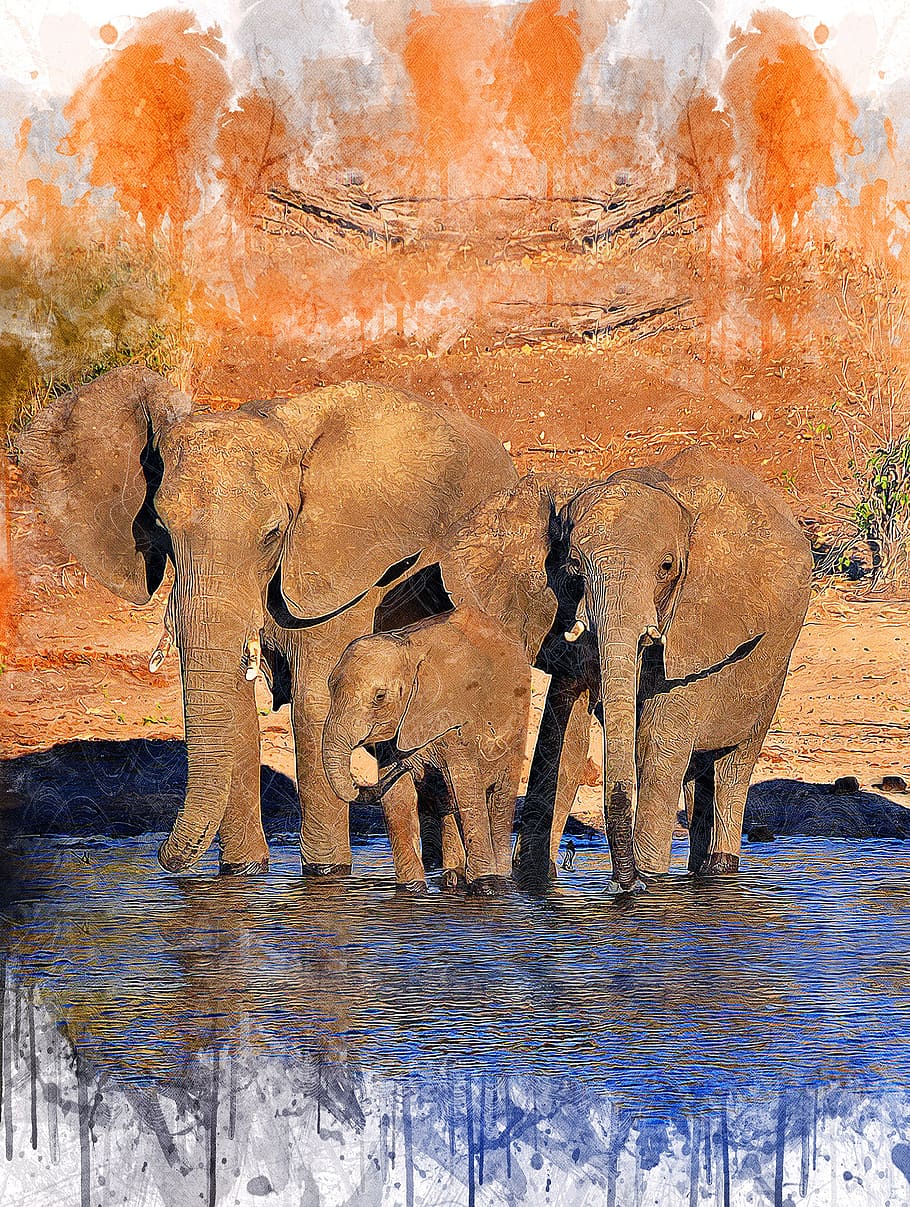 Красивые картины слонов