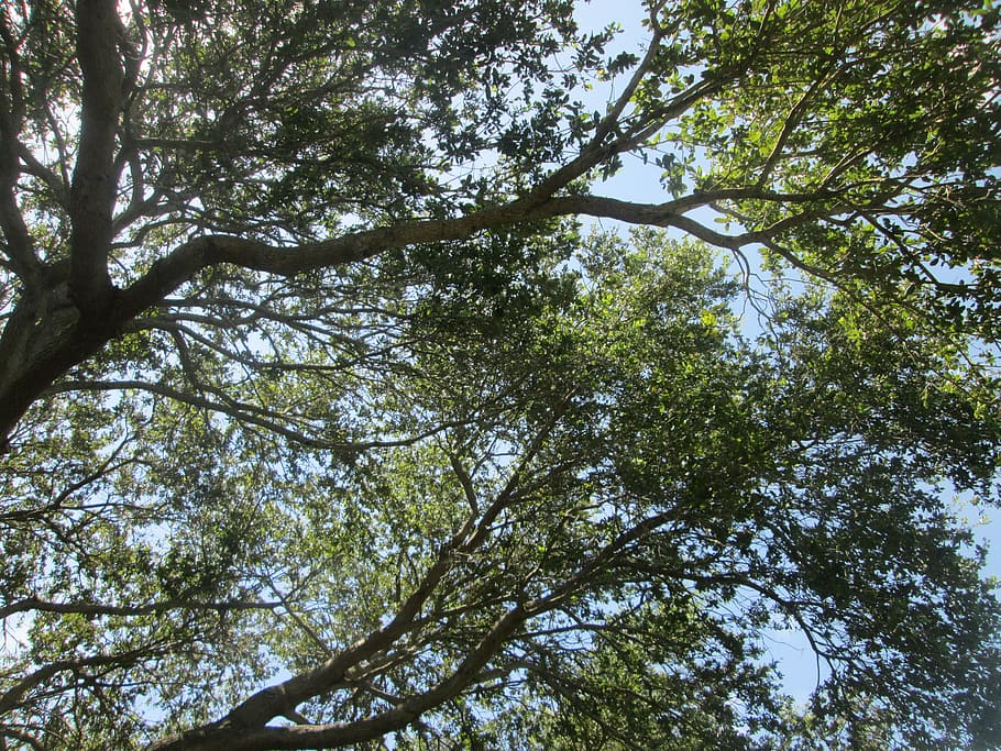 light, tree, bark, sky, branches, plant, low angle view, growth HD wallpaper