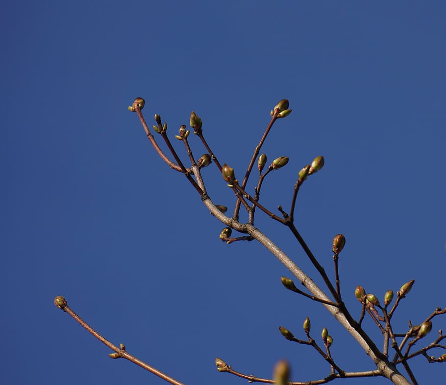 spring, buds, a new beginning, maple branch, plant, sky, blue HD wallpaper
