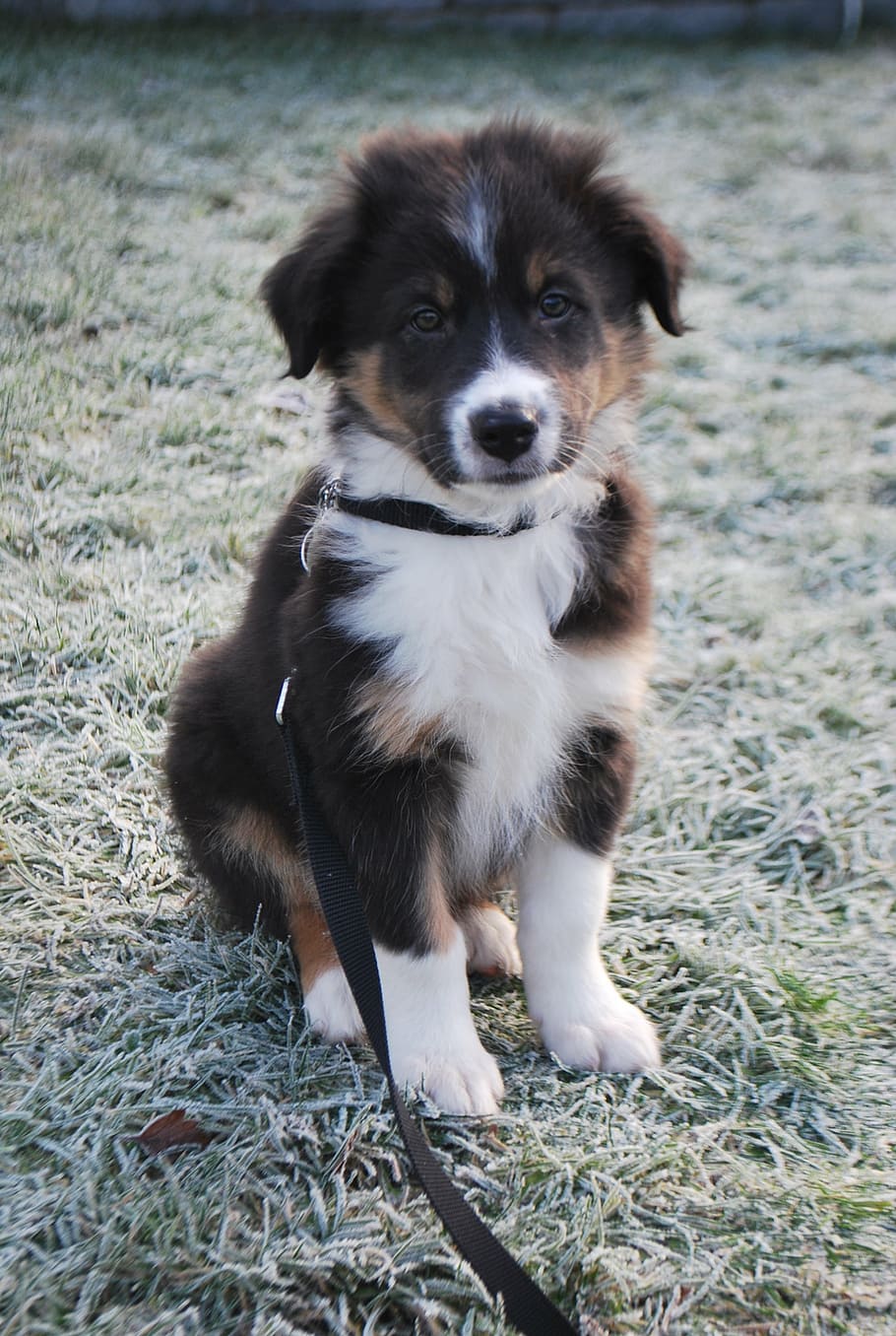 puppy, thinking, cute, dog, pets, animal, canine, mammal, outdoors HD wallpaper