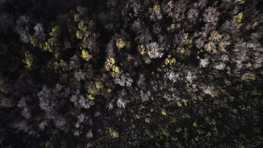 aerial view photography of green and brown trees, aerial view of trees HD wallpaper