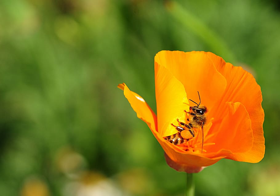 bee, insect, close, macro, nature, flowers, pollination, flowering plant HD wallpaper