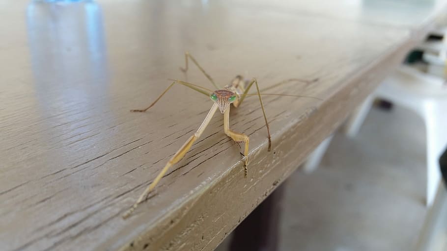 Insect, Praying Mantis, Wildlife, one animal, animal themes HD wallpaper