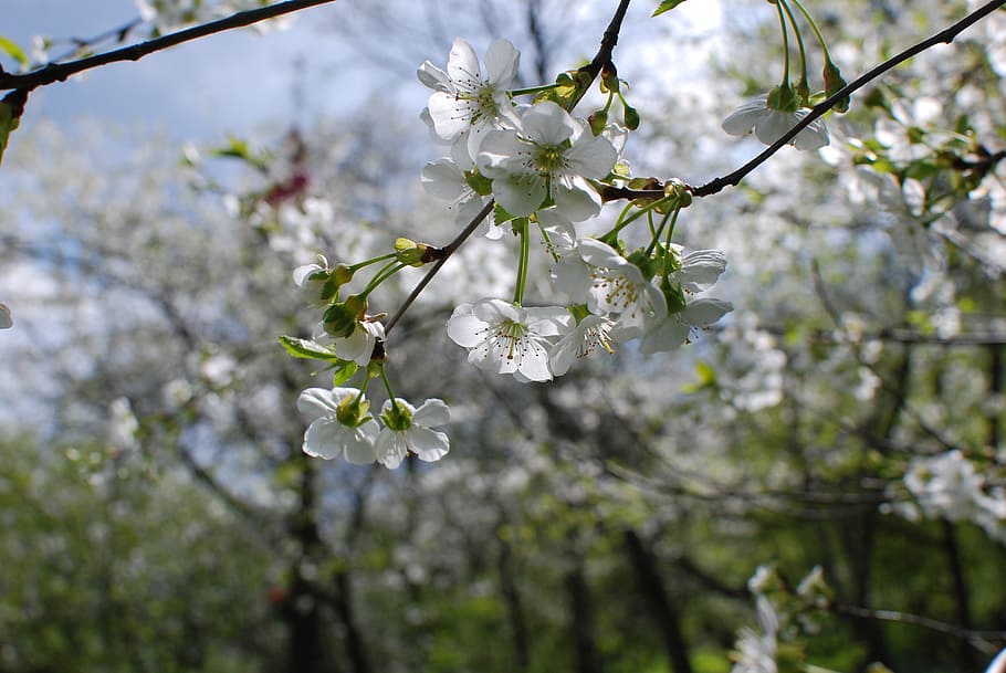 spring, cherry, flowers, flowering plant, fragility, vulnerability HD wallpaper