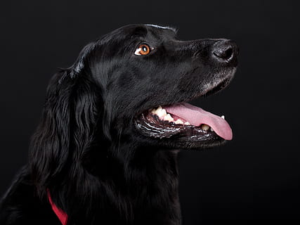 Royalty-Free photo: Adult black puli standing on pavement