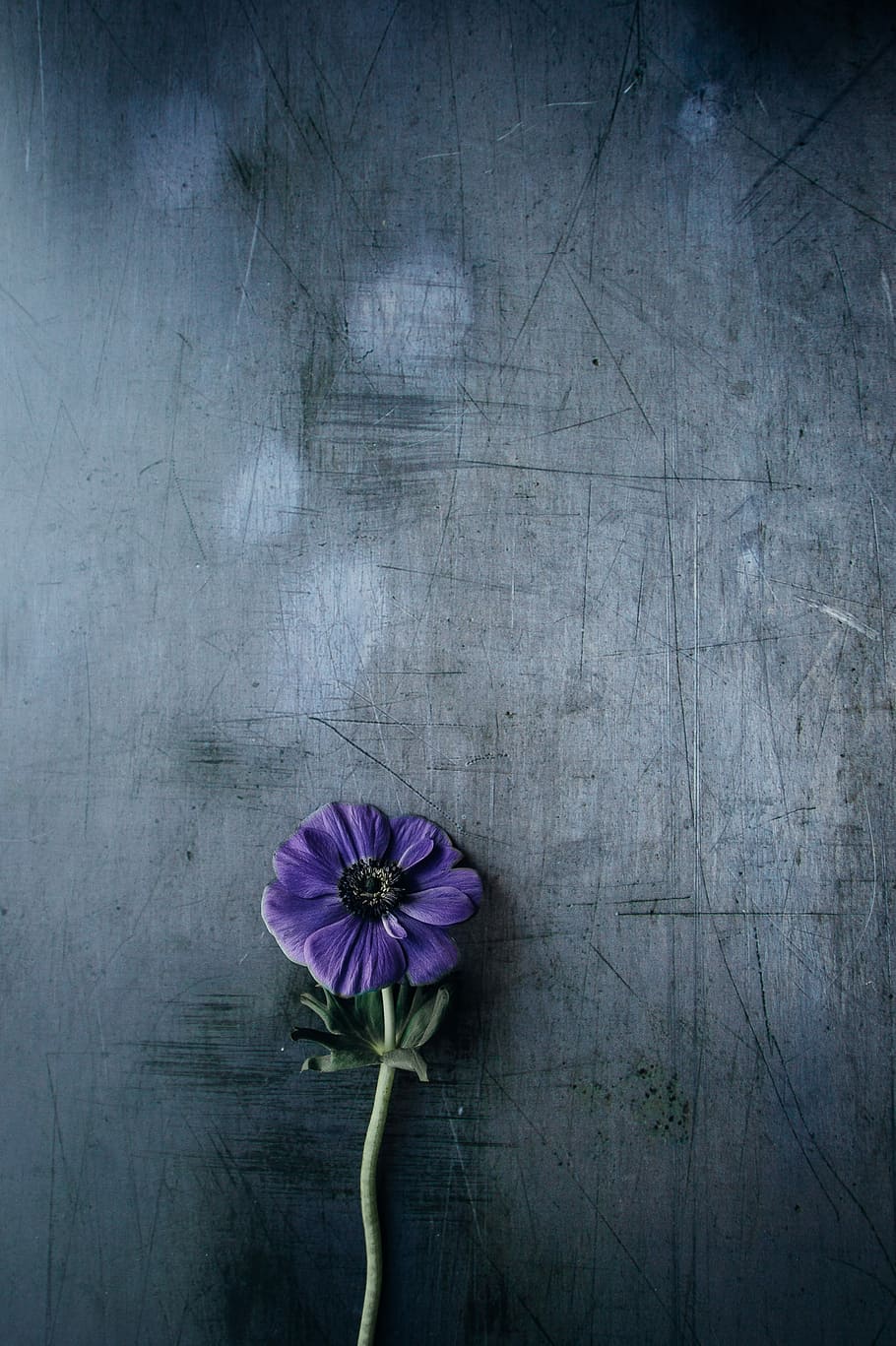 Anemone on scratched metal background, purple flower, backdrop HD wallpaper