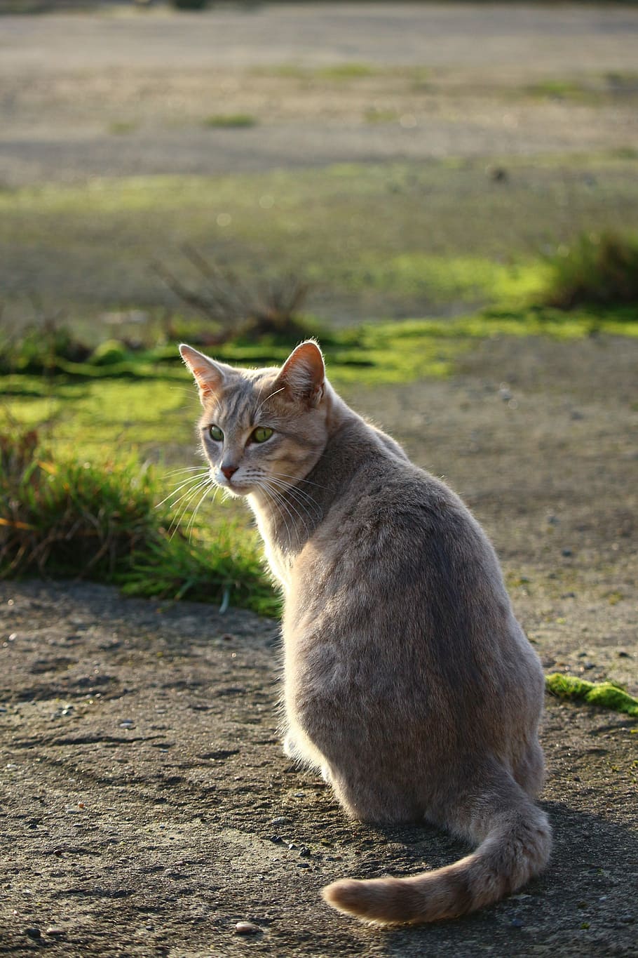 cat, mackerel, breed cat, grass, mieze, kitten, mammal, animal HD wallpaper