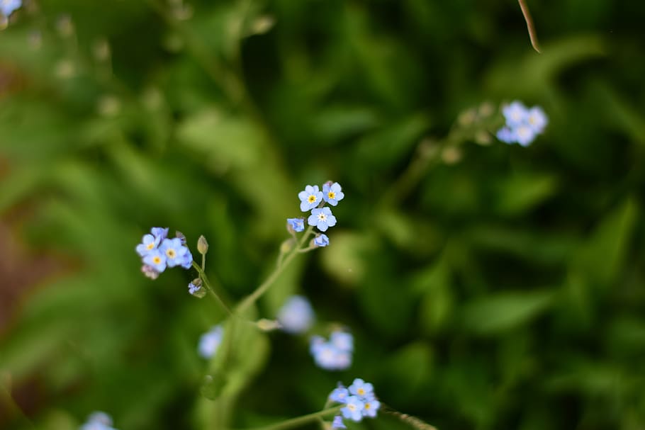 forget me not, myosotis, flower, green, light blue, flora, garden, HD wallpaper