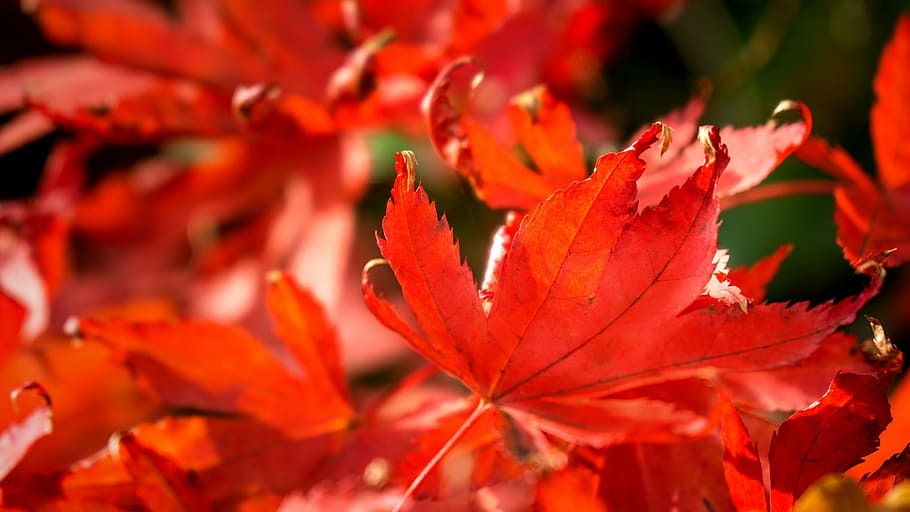 nature, time of year, autumn, seasons, leaf, leaves, red leaf, HD wallpaper