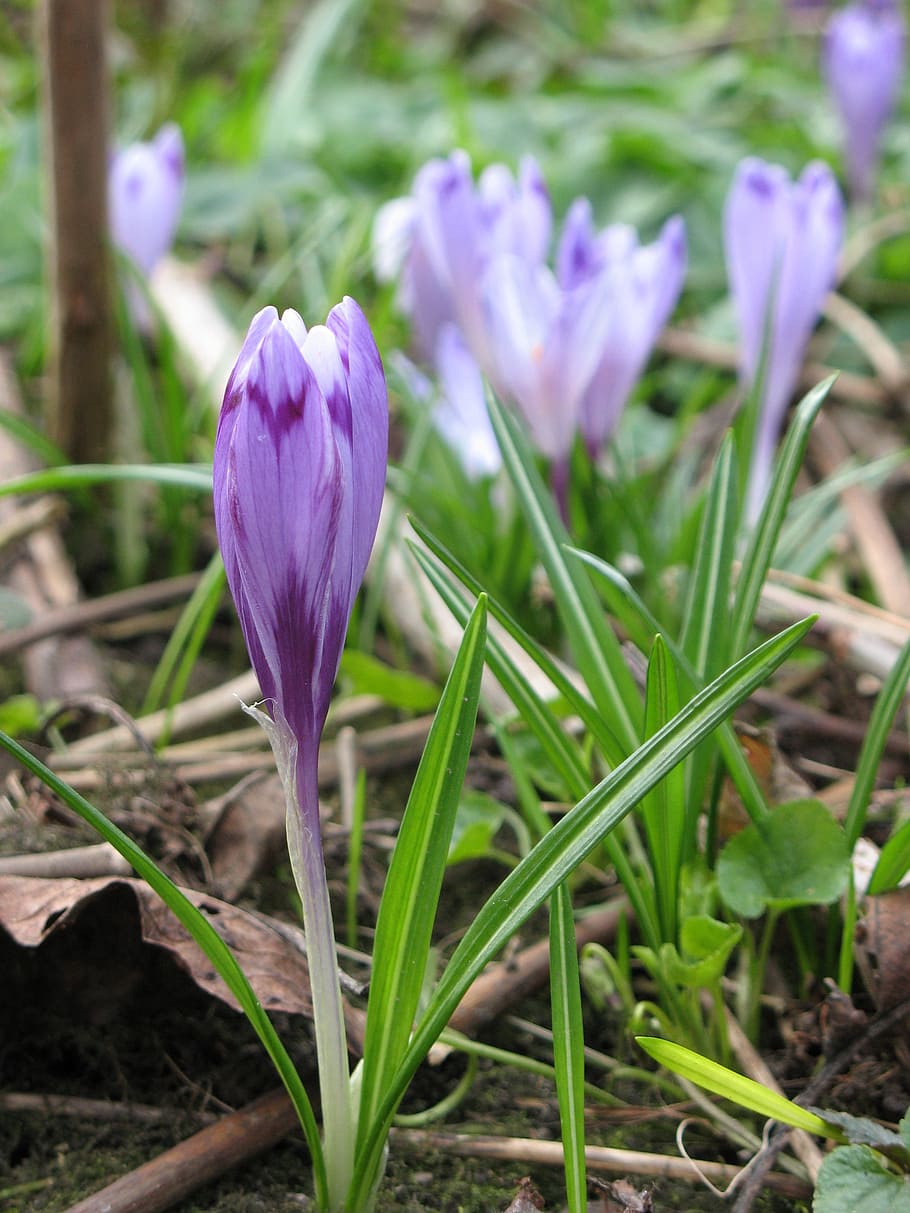 crocus, nature, spring, flora, garden, flower, purple, green HD wallpaper
