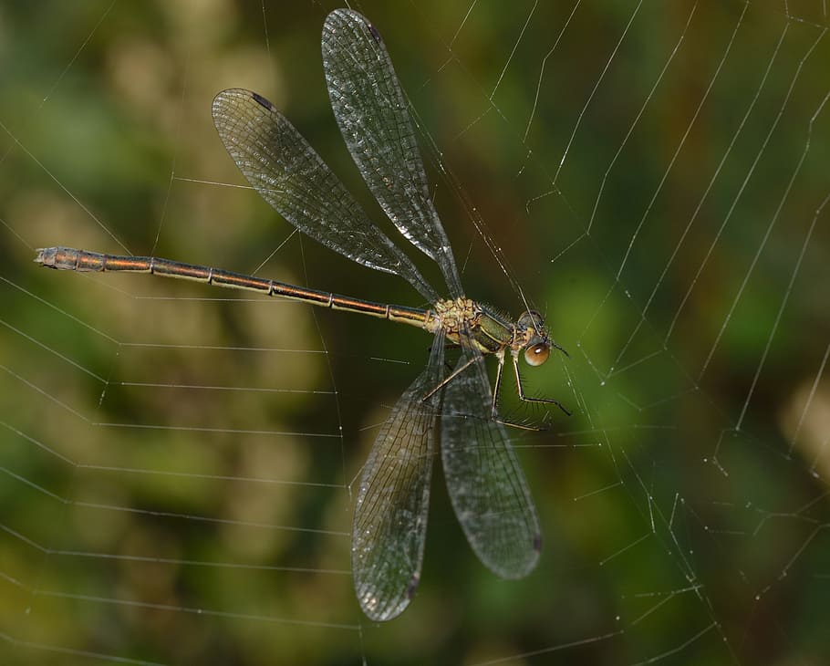 Dragonfly, Insects, Web, animals in the wild, animal themes HD wallpaper