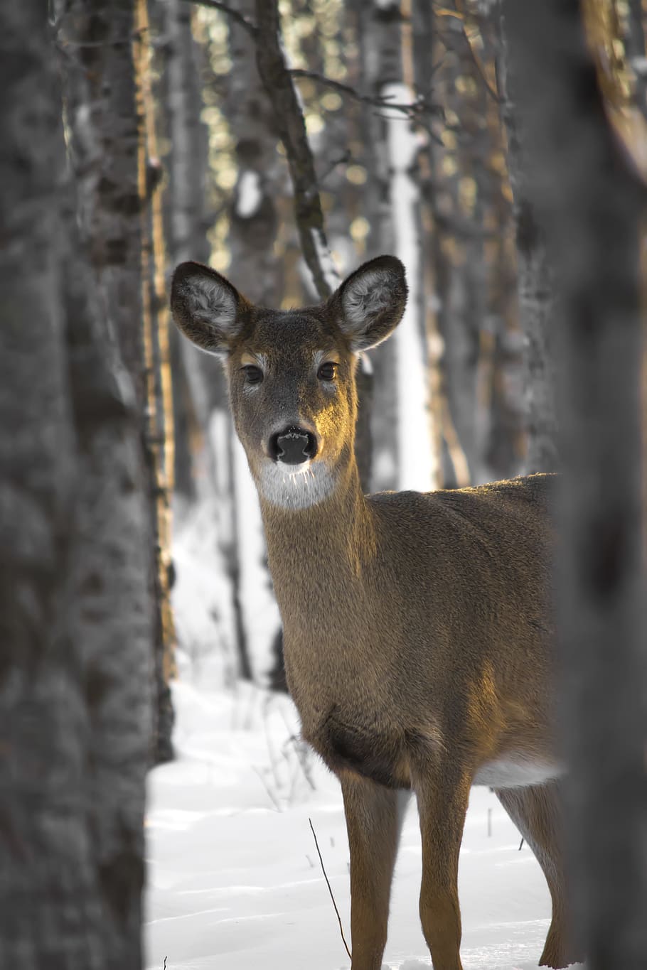cold, snow, nature, forest, animal, animal photography, buck, HD wallpaper