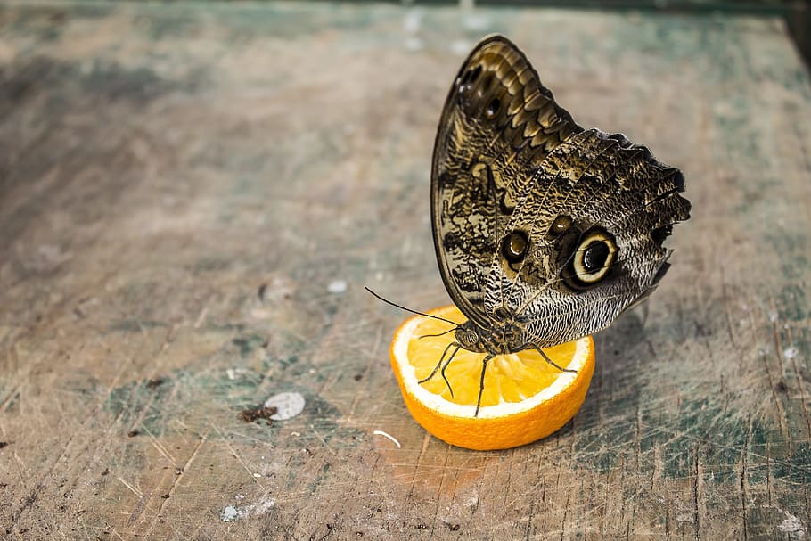 Butterfly, Bug, Nature, Wings, brown butterfly, animal, insects HD wallpaper