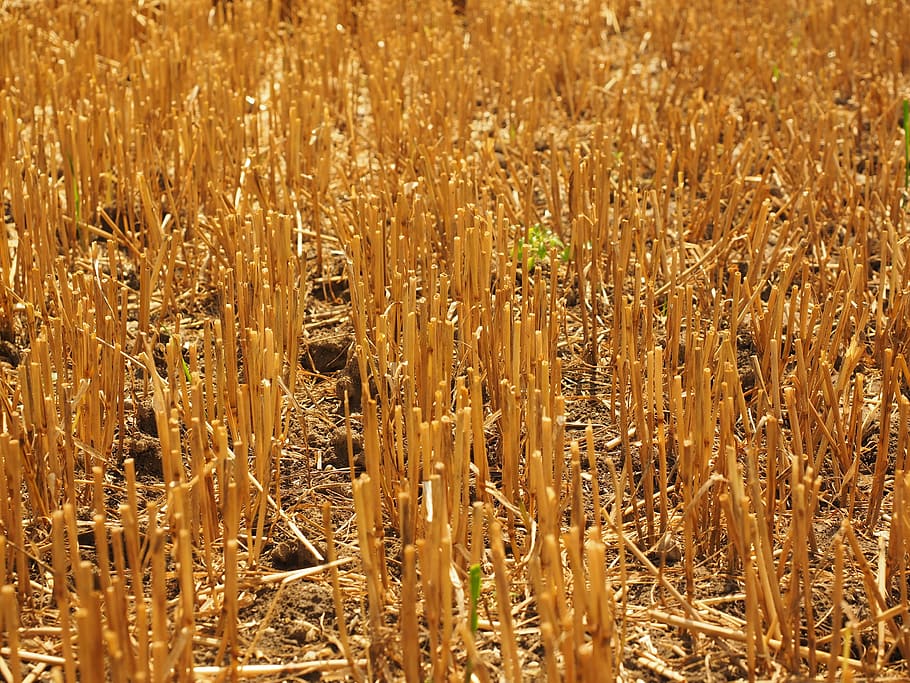 Straws, Wheat Field, Cornfield, harvested, stubble, agriculture HD wallpaper