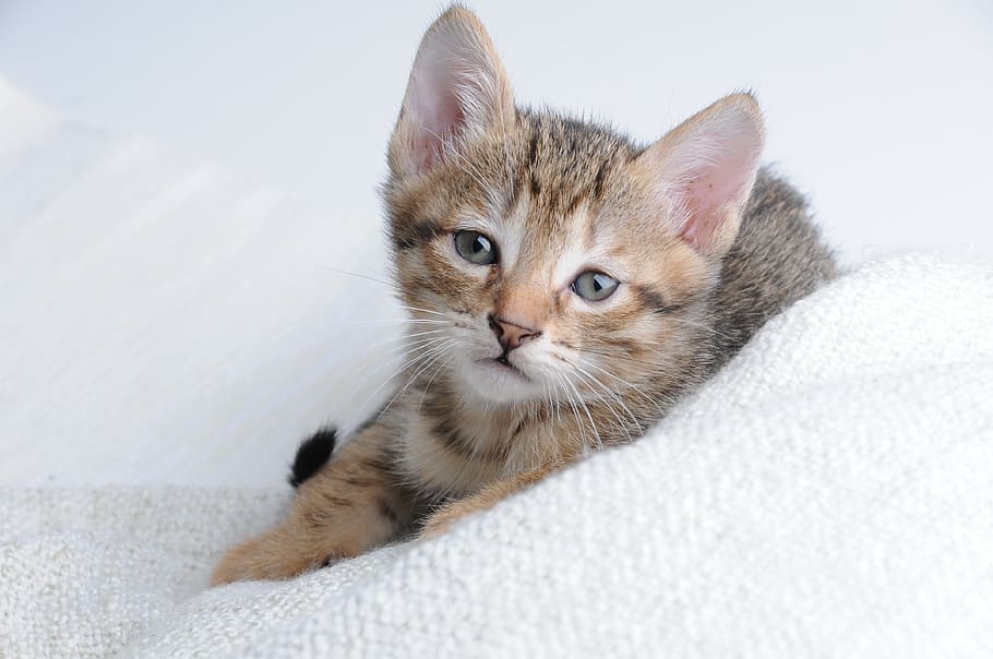 selective focus photography of brown tabby kitten resting on white surface HD wallpaper