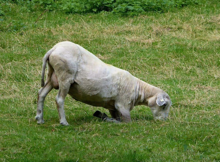 sheep, graze, shorn, livestock, agriculture, mammal, grass