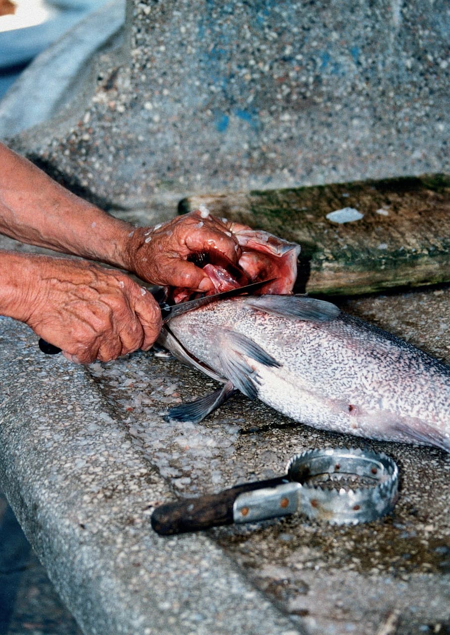 fish, hand, work, craft, battles, cook, eat, nutrition, food HD wallpaper