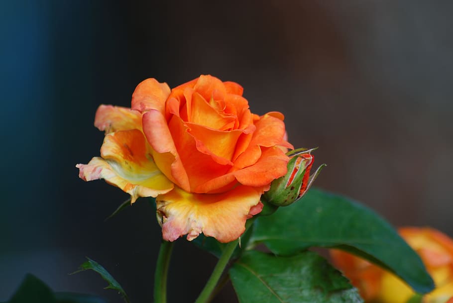 flower, nature, leaf, plant, petal, rose, flowering plant, beauty in nature HD wallpaper