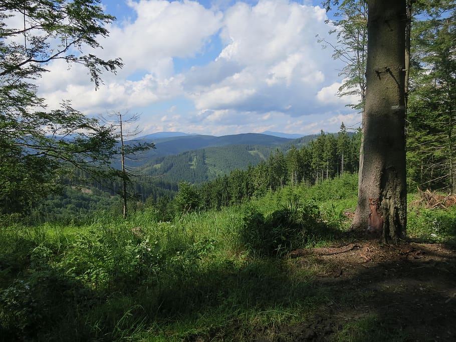forest, heaven, nature, view, tree, plant, cloud - sky, tranquility HD wallpaper