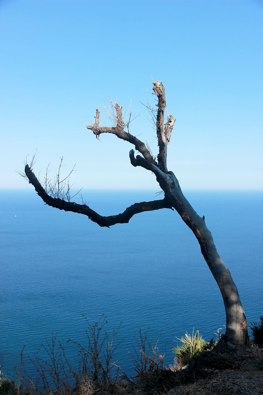 tree, water, sky, landscape, lake, wild, haunting, arid, dry HD wallpaper