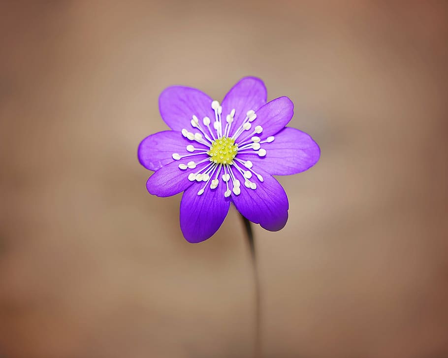 blue petaled flower, hepatica, blossom, bloom, purple, spring flower HD wallpaper