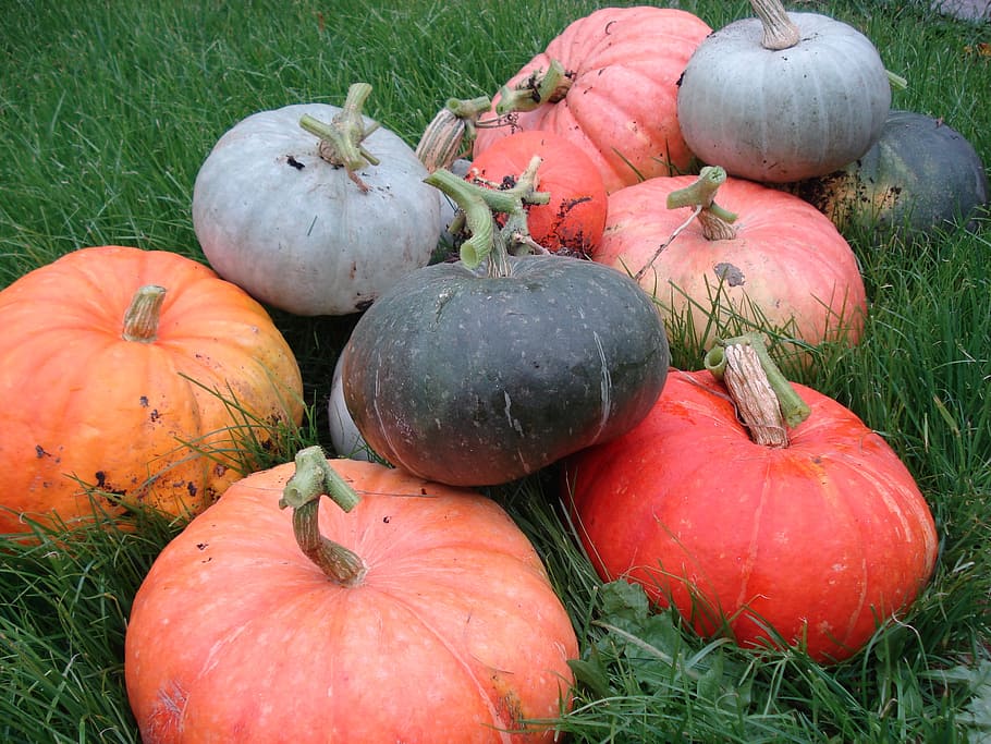 pumpkin, harvest, vegetables, food and drink, healthy eating HD wallpaper
