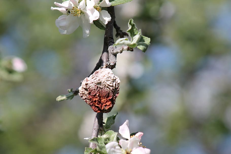apple, blossom, rotten, spring, close-up, nature, plant, tree HD wallpaper