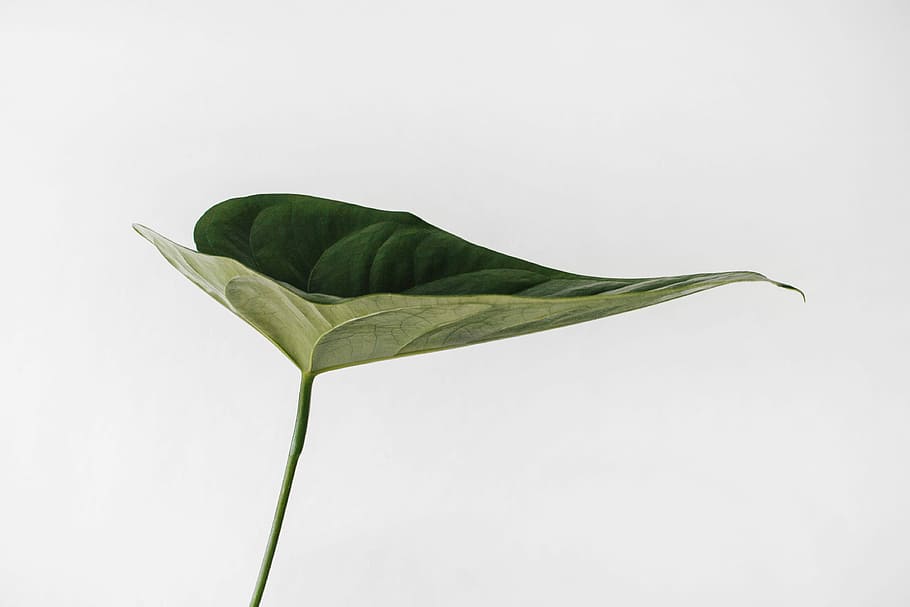 green leaf photography, closeup photo of green leaf, plant, minimalism