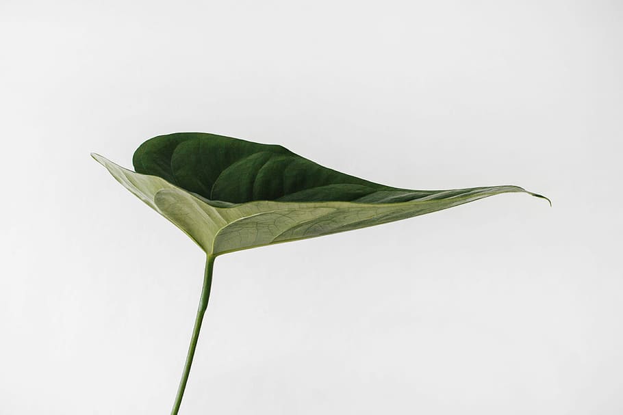 green leaf photography, closeup photo of green leaf, plant, minimalism HD wallpaper