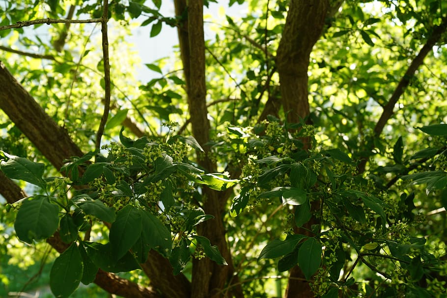 trees, forest, light, green, sun, leaves, plant, growth, green color HD wallpaper