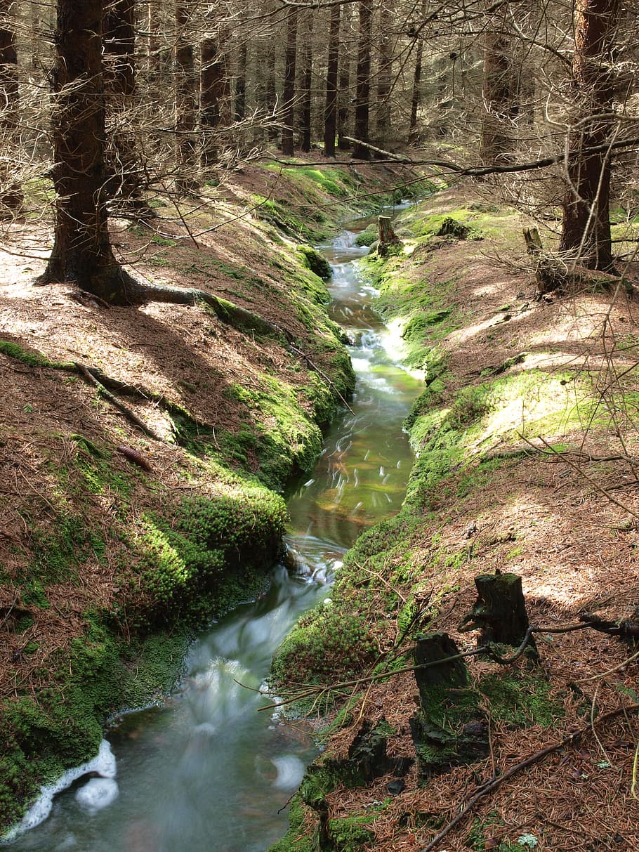 bourn, forest, surface, water, nature, reflection, trees, light HD wallpaper