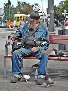 man sits on brown wooden bench while feeding birds, Beggars HD wallpaper