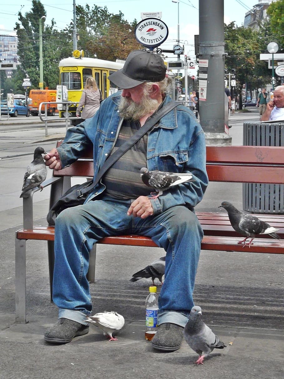 man sits on brown wooden bench while feeding birds, Beggars HD wallpaper