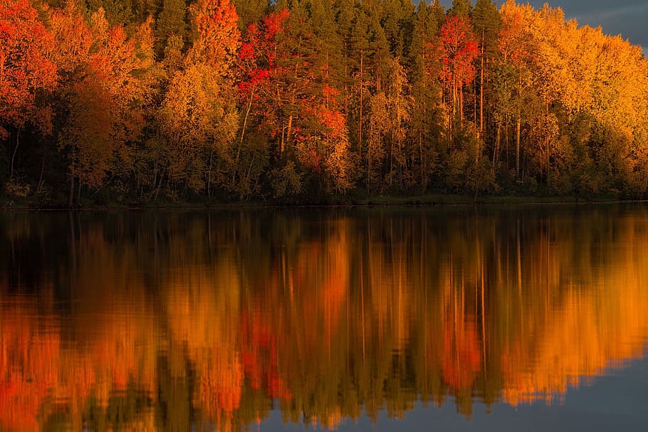 water reflect photography of trees, river, autumn, forest, reflection HD wallpaper