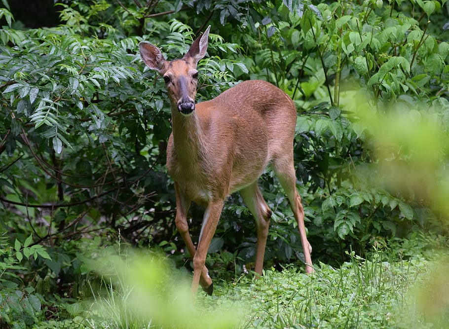 HD wallpaper: Deer, Animal, Wild, surprised deer, nature, doe, female ...