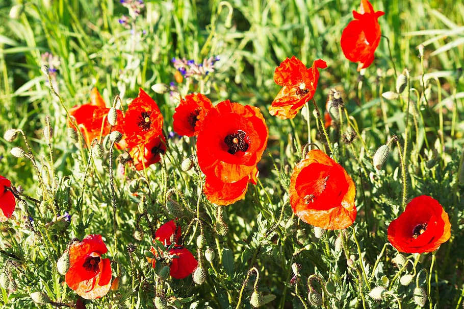 Flora, Nature, klatschmohn, growth, flower, red, plant, poppy HD wallpaper