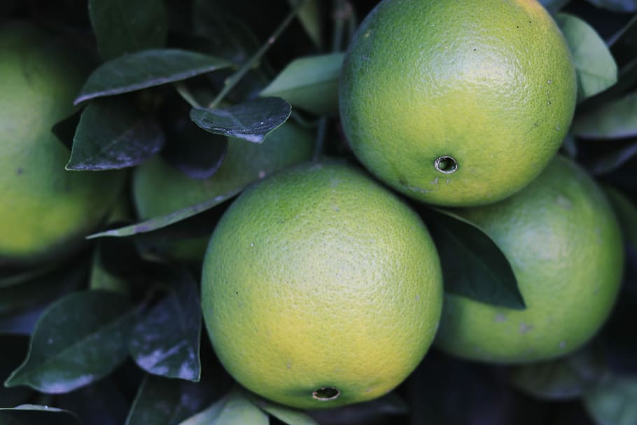 round green fruit, lime, citrus, fresh, tree, leaves, healthy eating HD wallpaper