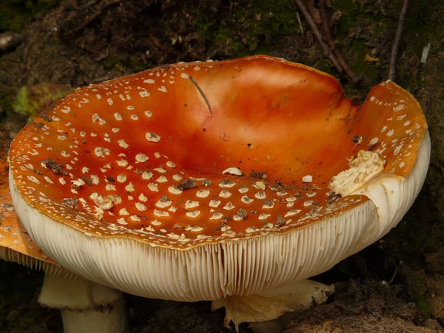 Mushroom, Fly Agaric, Toxic, red, gift, nature, plant, fungus HD wallpaper