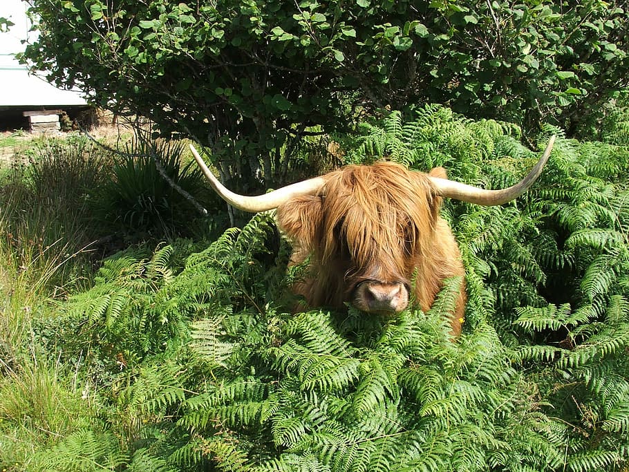 Highland Cattle, Cow, Scottish, one animal, domestic animals HD wallpaper