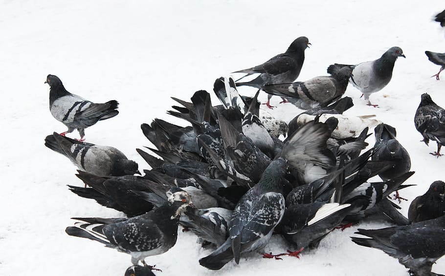 pigeons, birds, blue grey pigeons, feathered race, wire, wild pigeons