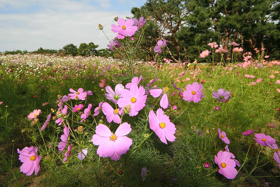 Flowers, Landscape, Cosmos, pink color, no people, plant, outdoors HD wallpaper
