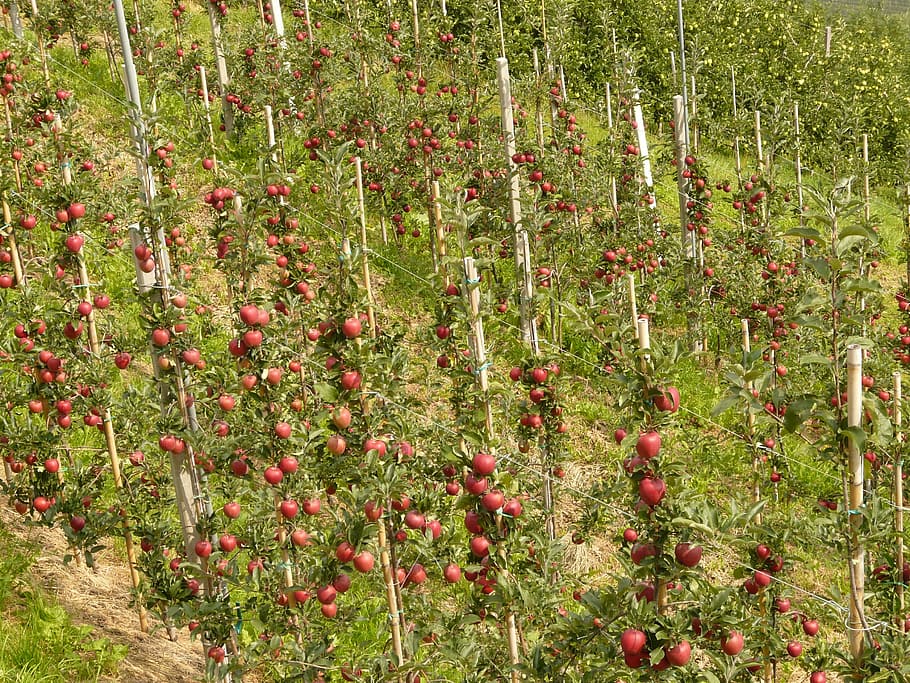 apple, fruit, eat, nature, healthy, red, plantation, growth HD wallpaper