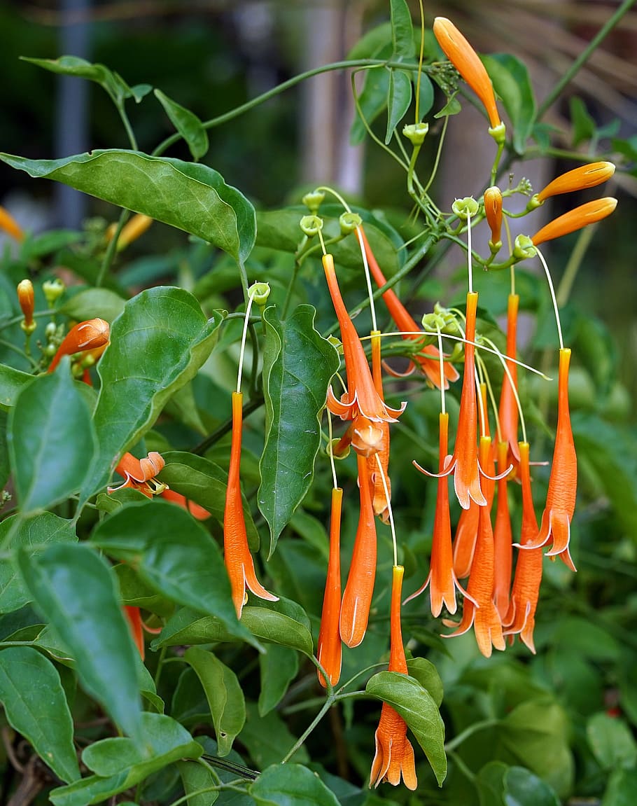 florida, flame, vine, flora, garden, tropical, nature, leaf HD wallpaper