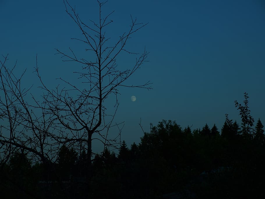evening, moon, dark, forest, sky, tree, plant, silhouette, night HD wallpaper