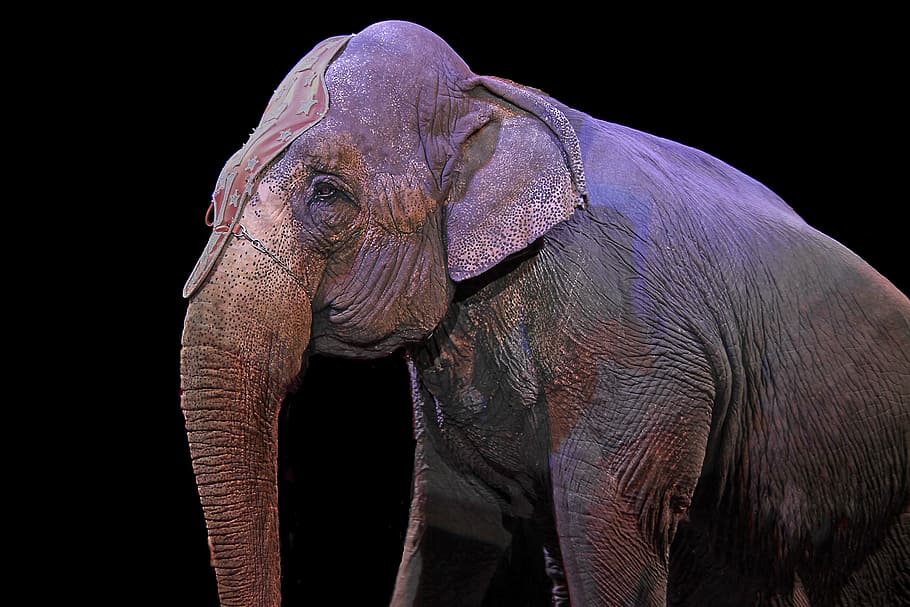 brown elephant standing against black wall, pachyderm, circus HD wallpaper