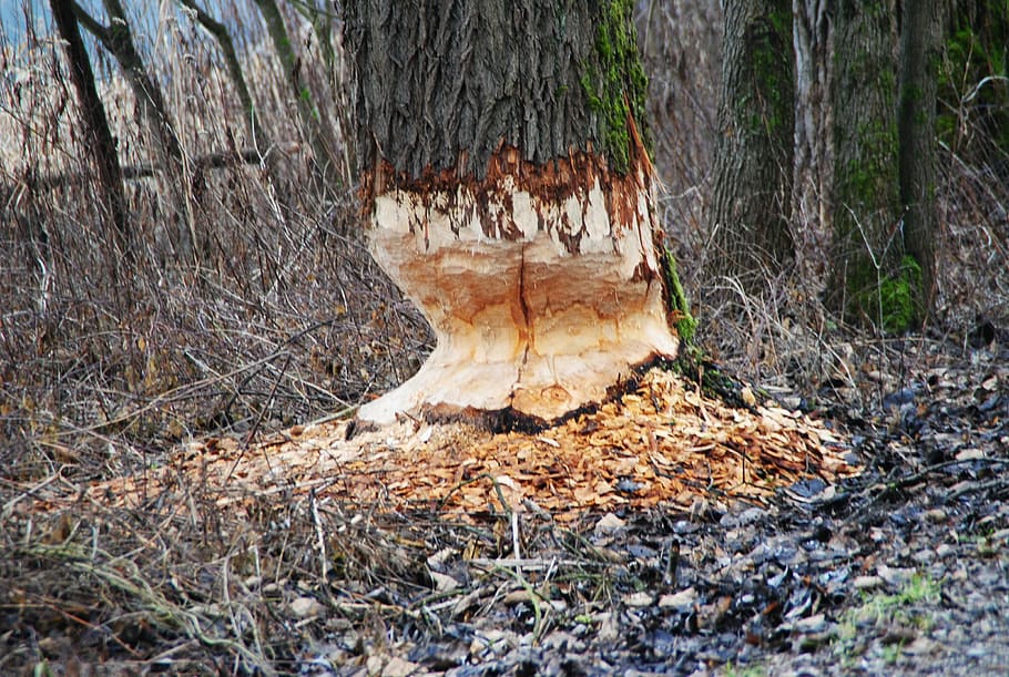 beaver, beaver damage, rodent, beaver tree, beaver eating, inn HD wallpaper