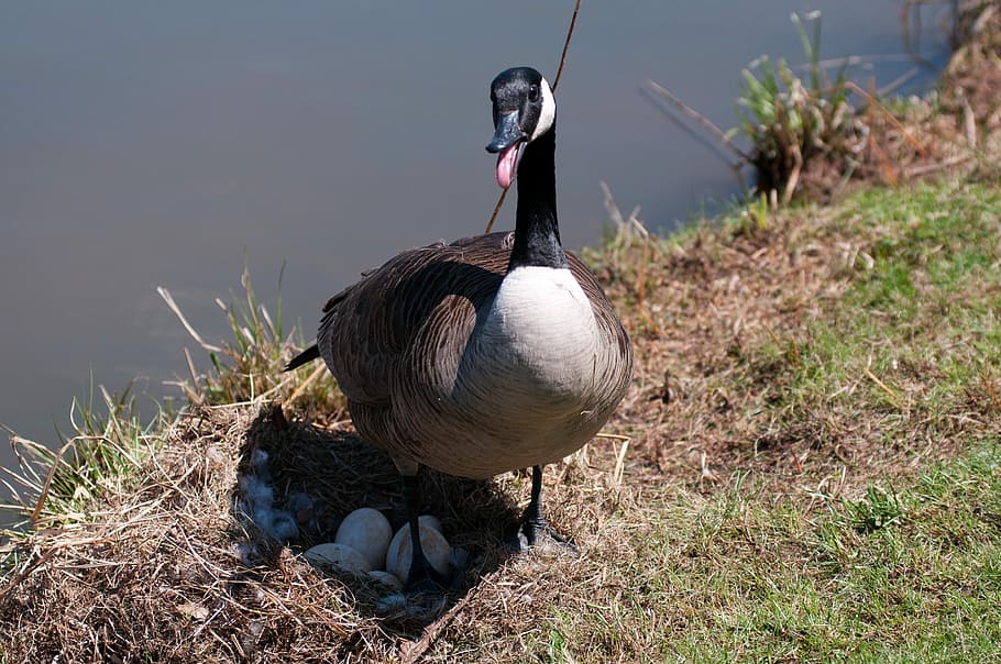 Canada Goose, Nesting, wildlife, waterfowl, nature, outdoors HD wallpaper