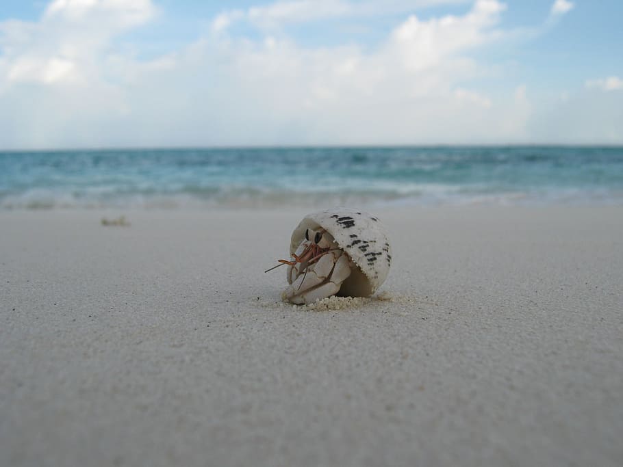 shell, creature, beach, maldives, sand, crab, peek, small, eyes HD wallpaper