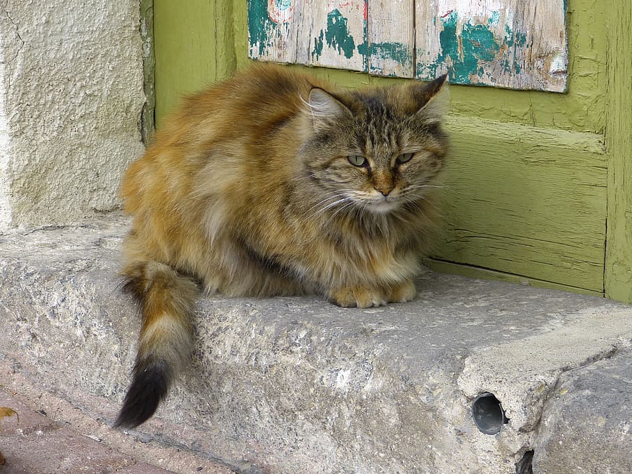 calico cat beside green wooden door, fluffy, cuddly, sweet HD wallpaper